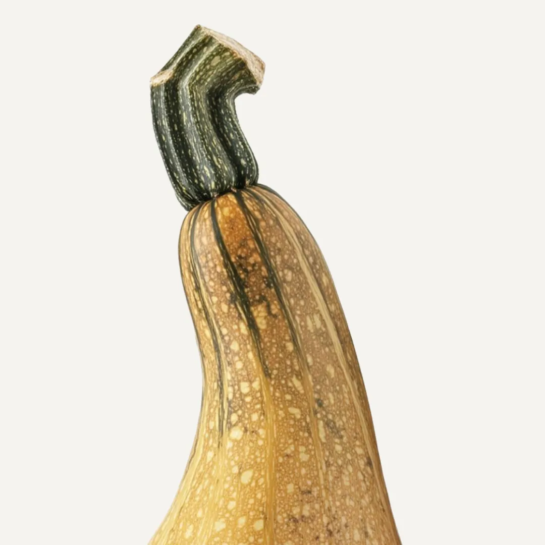 Butternut Pumpkin - Image 2